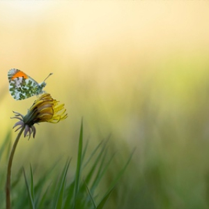 macroworld_daan_de_vos_03