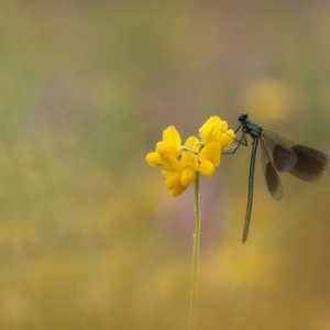 macroworld_daan_de_vos_06