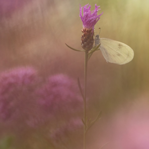 macroworld_daan_de_vos_08