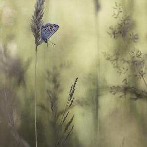 macroworld_daan_de_vos_09