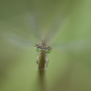 macroworld_daan_de_vos_11