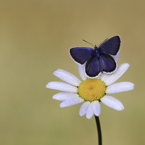 macroworld_daan_de_vos_16