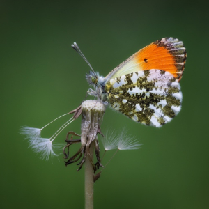 macroworld_daan_de_vos_17