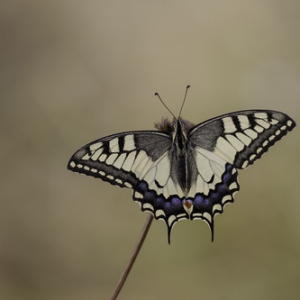 macroworld_daan_de_vos_19