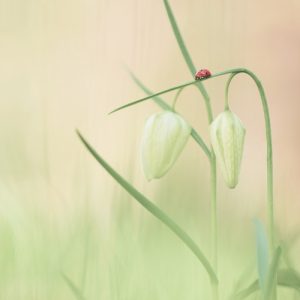 macroworld_daan_de_vos_20