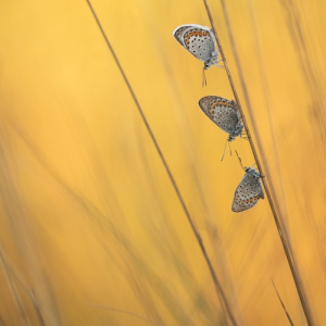 macroworld_daan_de_vos_36