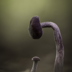 macroworld_daan_de_vos_40