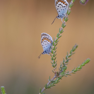 macroworld_daan_de_vos_42