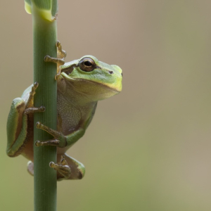 macroworld_daan_de_vos_43