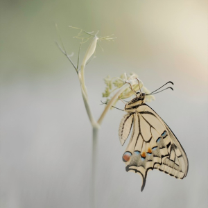 macroworld_daan_de_vos_47