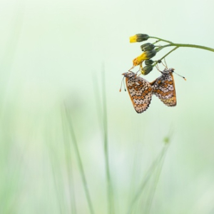 macroworld_daan_de_vos_48