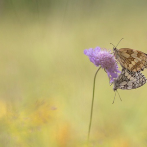 macroworld_daan_de_vos_50