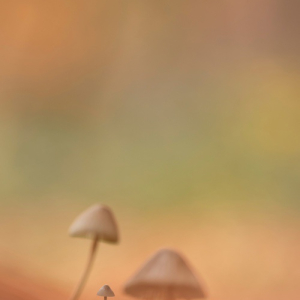 macroworld_daan_de_vos_51